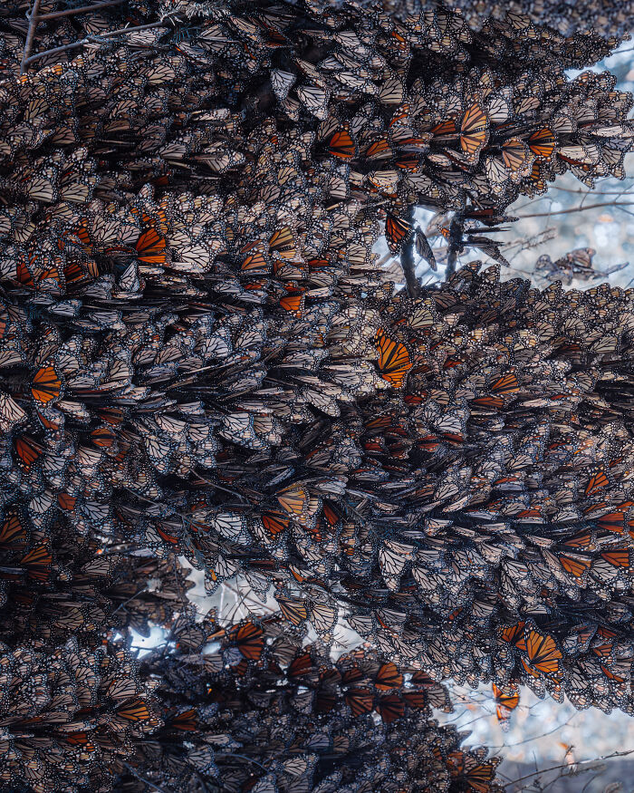 I Spent Several Days Among Hundreds Of Thousands Of These Beautiful Monarch Butterflies In Mexico