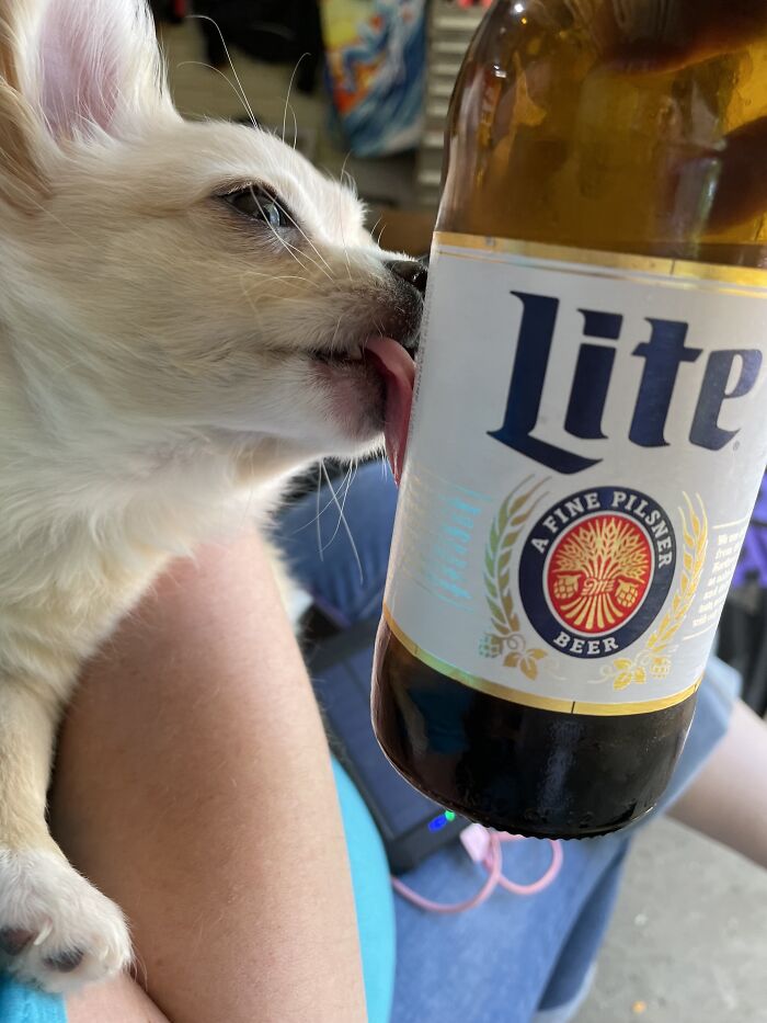 Life Of A Crazy Chihuahua Mama (35 Pics)