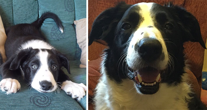 This Is Shilo When He Was 2 Months Old. 11 Years Later And He Is Still A Loveable Goofball!