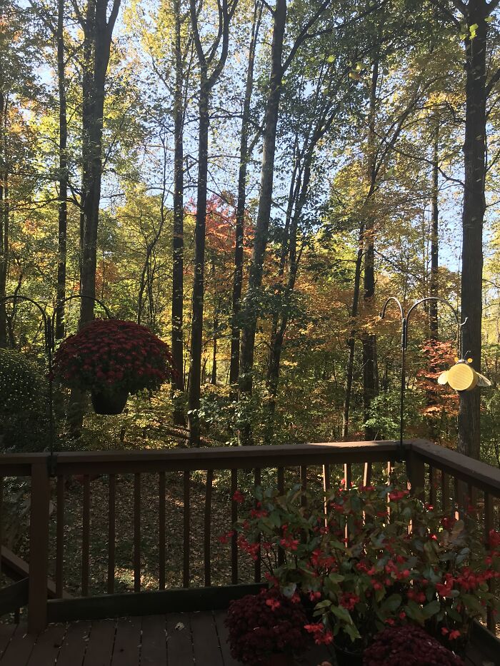 Autumn photos showing colorful fall foliage in a wooded area viewed from a wooden deck with potted plants.