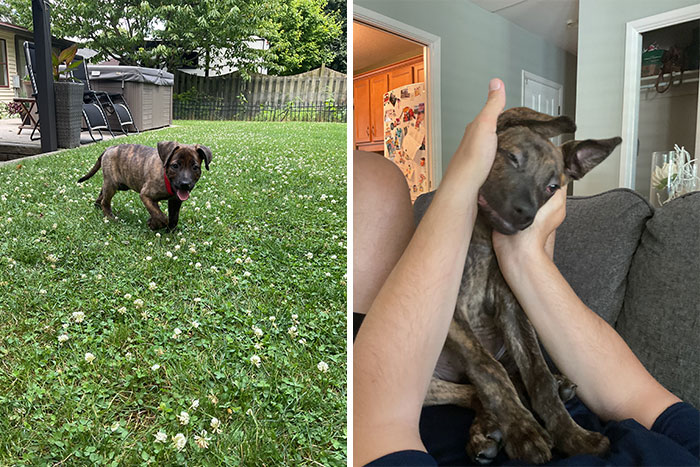 Chopper At 2 Months Old And Now