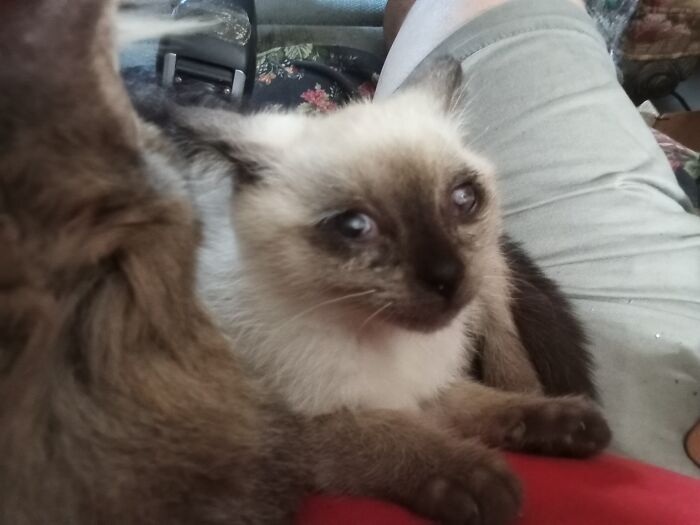 Little Willy. Born Outside, Developed Eye Infection, May Lose The Left Eye