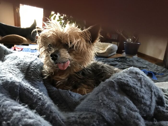 Mama At 10 Years Old And Now At 17. Blind, Deaf, And Not Her Best When She First Wakes Up