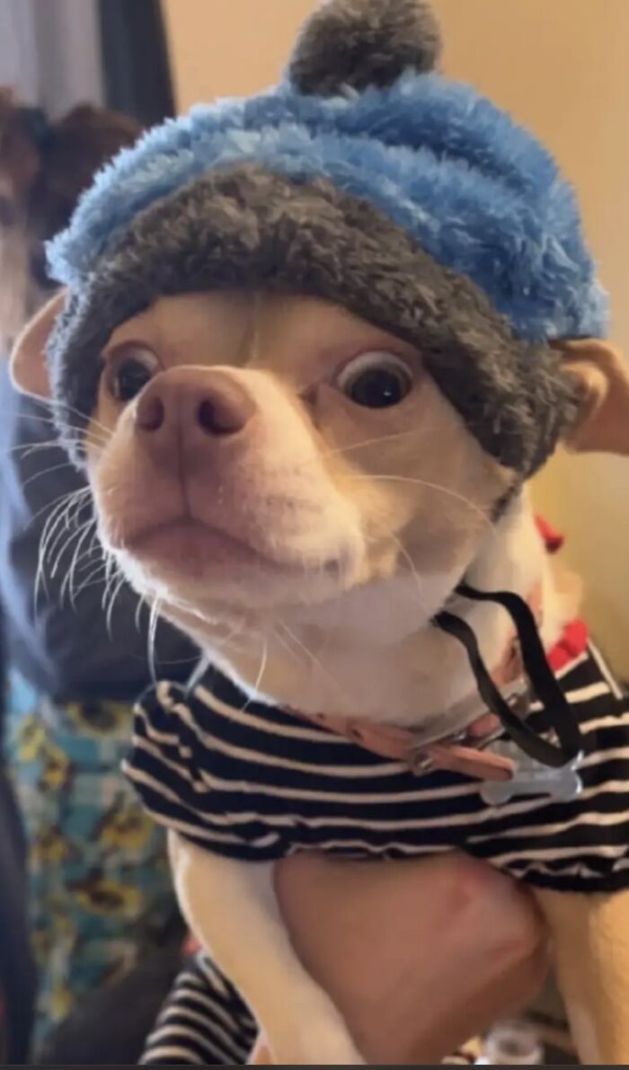 Life Of A Crazy Chihuahua Mama (35 Pics)