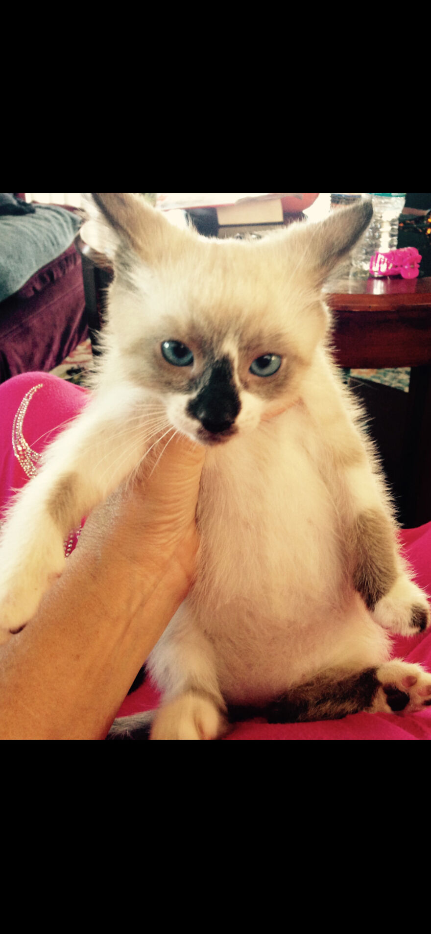 Cats Growing Before And After