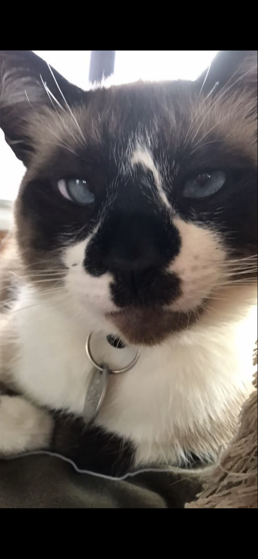 Cats Growing Before And After