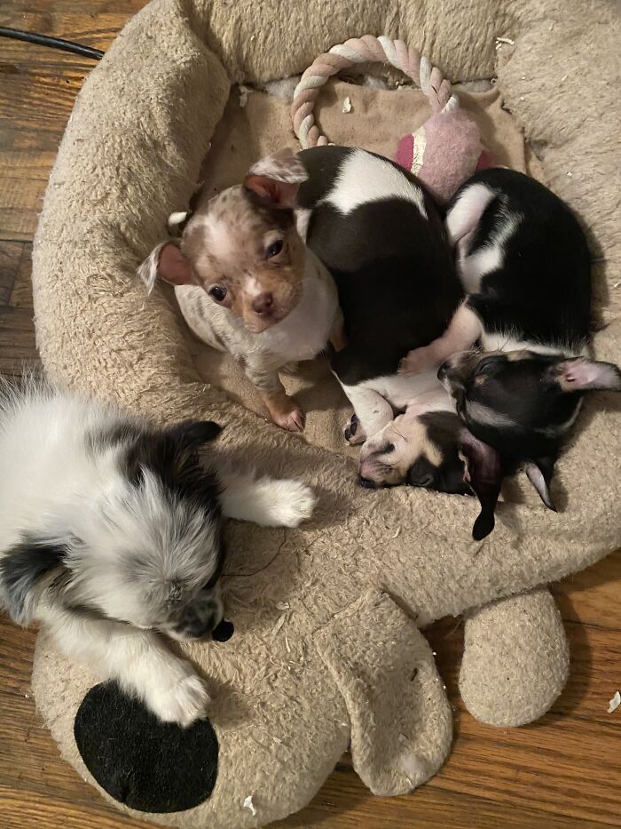 Life Of A Crazy Chihuahua Mama (35 Pics)