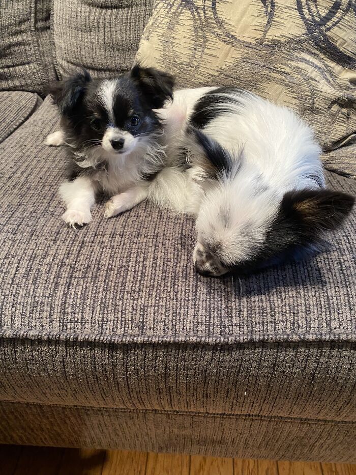 Life Of A Crazy Chihuahua Mama (35 Pics)