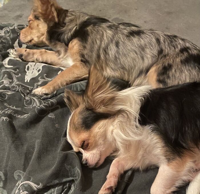 Life Of A Crazy Chihuahua Mama (35 Pics)