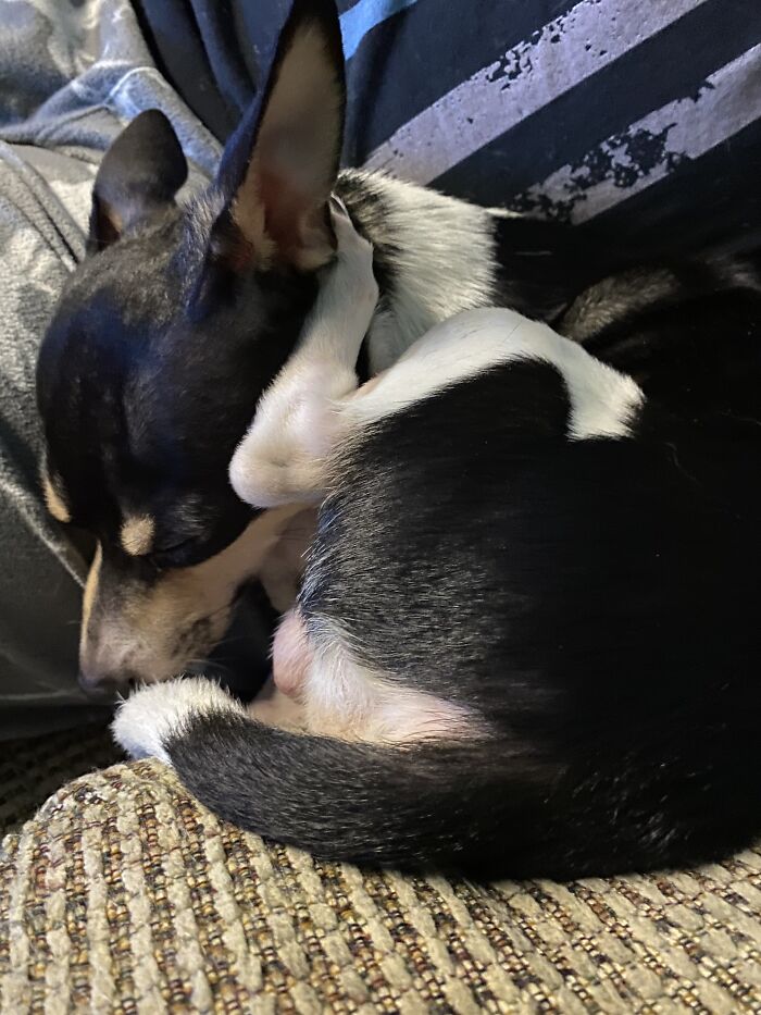 Life Of A Crazy Chihuahua Mama (35 Pics)