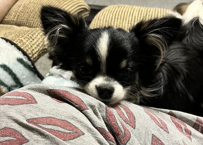 Life Of A Crazy Chihuahua Mama (35 Pics)