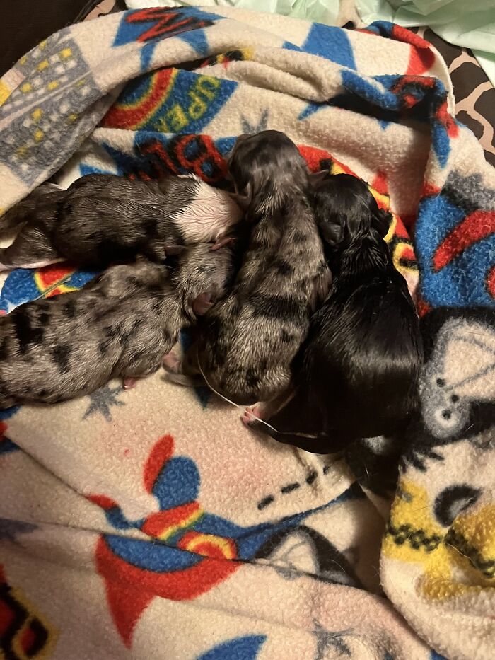 Life Of A Crazy Chihuahua Mama (35 Pics)