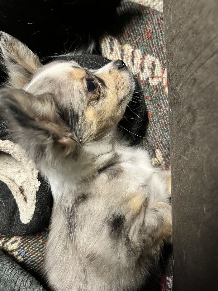 Life Of A Crazy Chihuahua Mama (35 Pics)