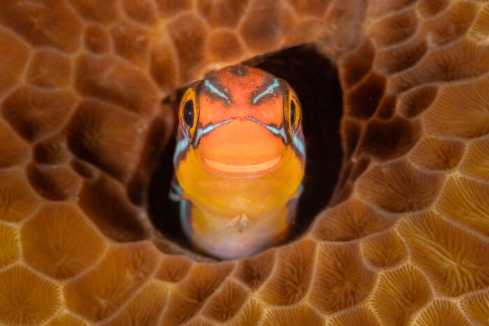 Colorful fish peeking out from coral, showcasing wildlife comedy moments captured by Nikon Comedy Wildlife Awards finalists.