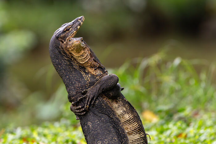 Two monitor lizards appearing to hug, capturing a humorous moment in wildlife from the 2025 Nikon Comedy Wildlife Awards.
