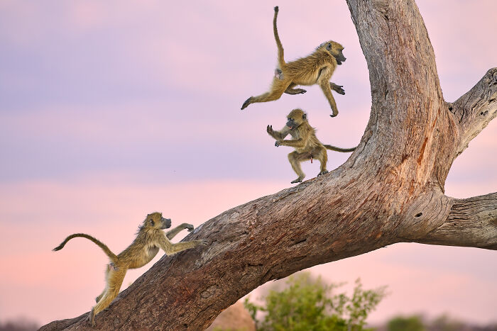 Three playful monkeys climbing a tree at sunset, showcasing wildlife comedy moments from Nikon Comedy Wildlife Awards finalists.