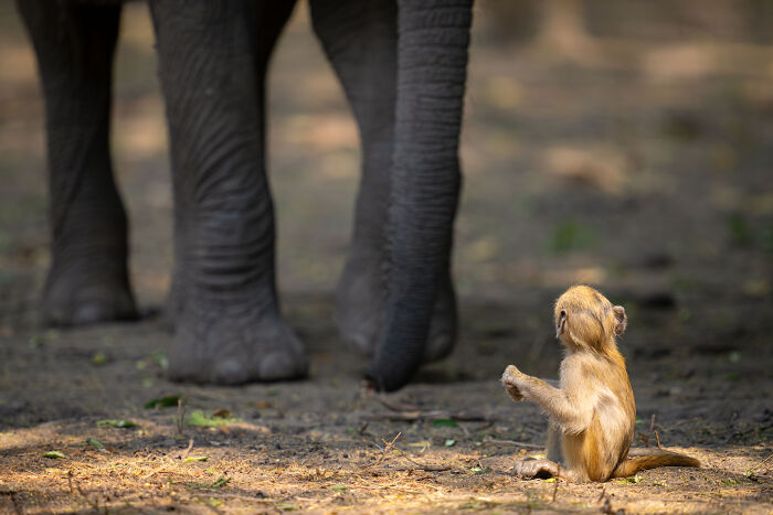 A small monkey sitting and reaching out toward an elephant's legs in a comedic wildlife moment.