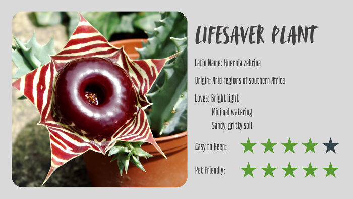 Lifesaver Plant (Huernia Zebrina)