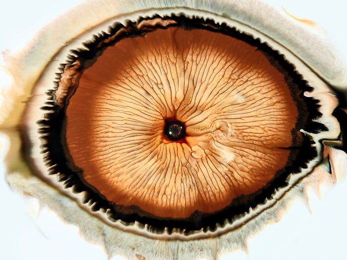 Close-up of ink and water forming a hypnotic image resembling a human eye with intricate patterns and textures.