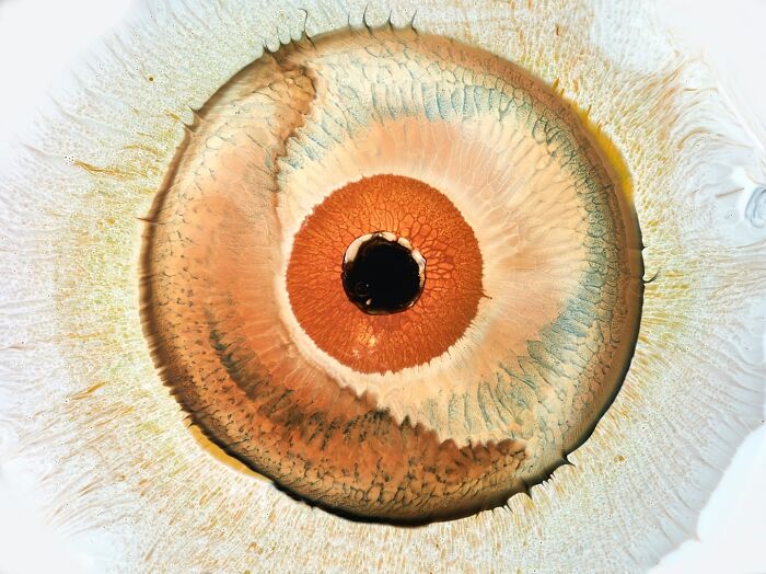 Close-up of ink and water creating hypnotic images that resemble the intricate patterns of a human eye.