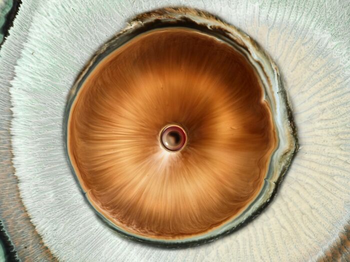 Close-up of ink and water swirling to create a hypnotic pattern resembling a human eye with rich brown and beige tones.
