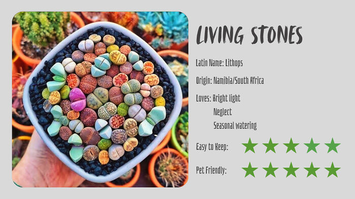 Living Stones (Lithops)