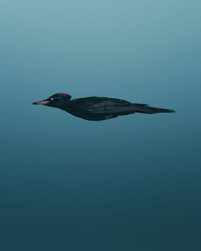Black woodpecker diving underwater with wings folded, captured in a stunning wildlife comedy moment.