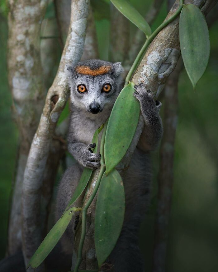 Curious lemur clinging to tree branches in natural habitat, showcasing stunning wildlife captured by photographer.
