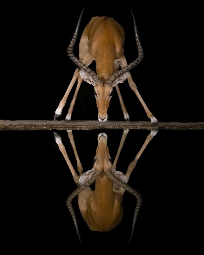 Antelope drinking water at night with clear reflection, captured in stunning wildlife photography.