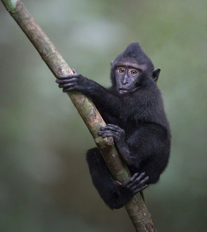 Young black crested macaque clinging to a tree branch in a stunning wildlife photograph taken by a traveling photographer.