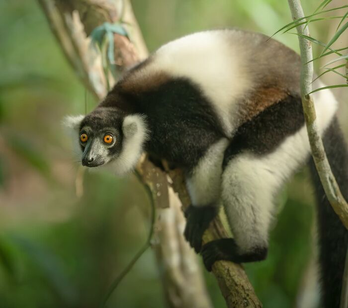Black and white ruffed lemur perched on a tree branch in a lush green forest, stunning wildlife photography.