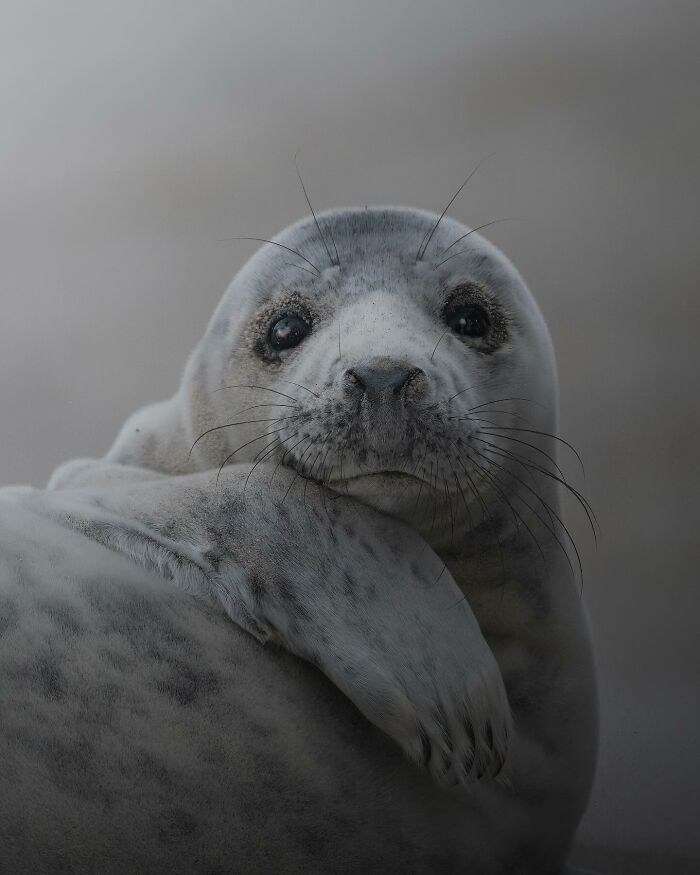 Close-up of a seal with whiskers and dark eyes in a stunning wildlife photograph taken by a traveling photographer.