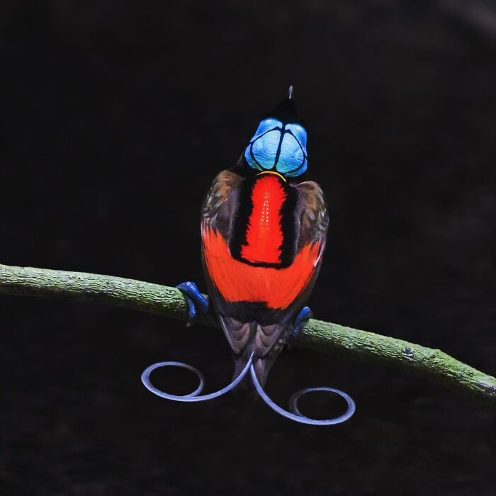 Brightly colored bird with striking blue and red plumage perched on a branch, showcasing stunning wildlife photography.