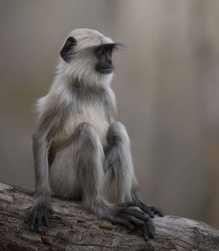Gray langur monkey sitting on a log captured in stunning wildlife photography by a traveling photographer.