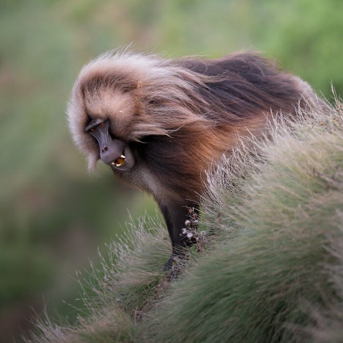 Wildlife shot of a gelada monkey captured in natural habitat, showcasing stunning detail and natural light.