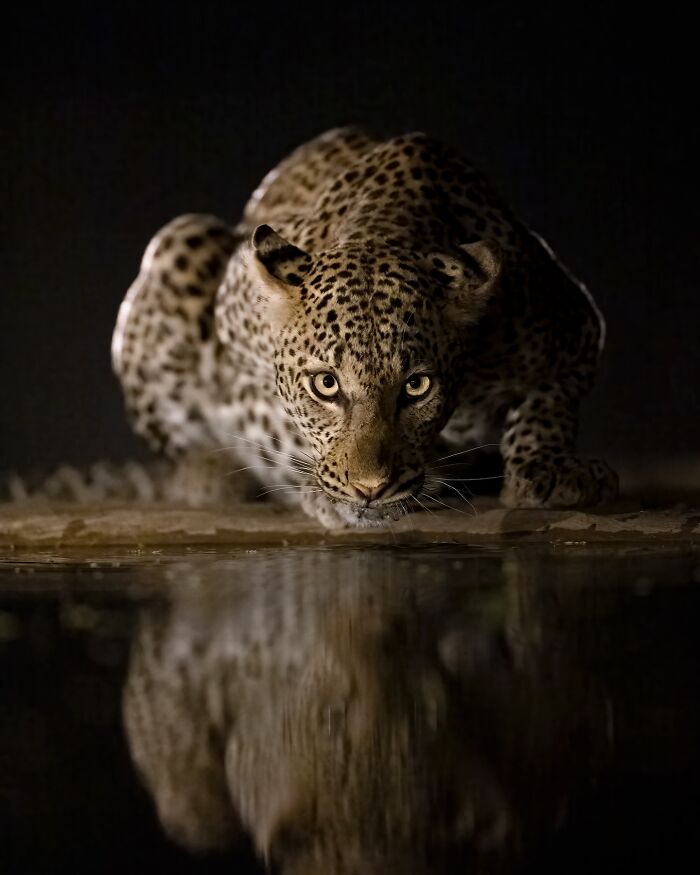 Leopard drinking water at night, captured in one of the stunning wildlife shots by a photographer traveling worldwide.