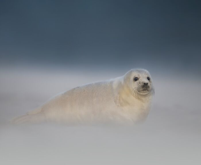Seal resting on misty shore, captured in a stunning wildlife photograph showcasing nature's beauty and detail.
