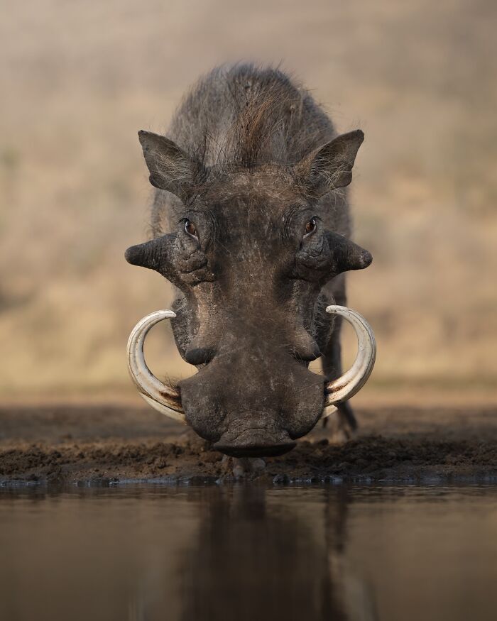 Close-up of a warthog drinking water in its natural habitat, captured in stunning wildlife photography.