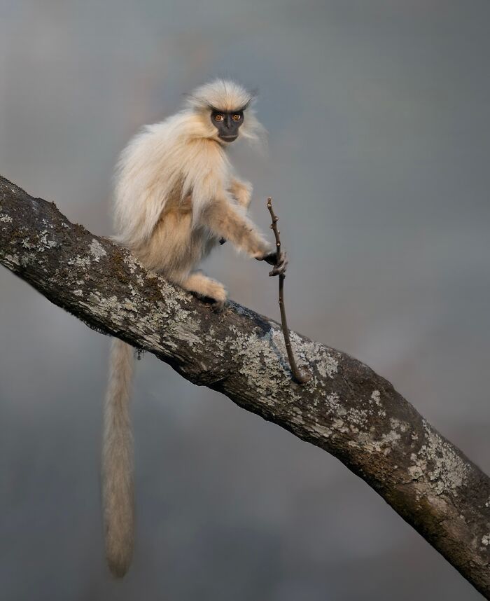 White monkey perched on a tree branch holding a stick, captured in stunning wildlife photography.
