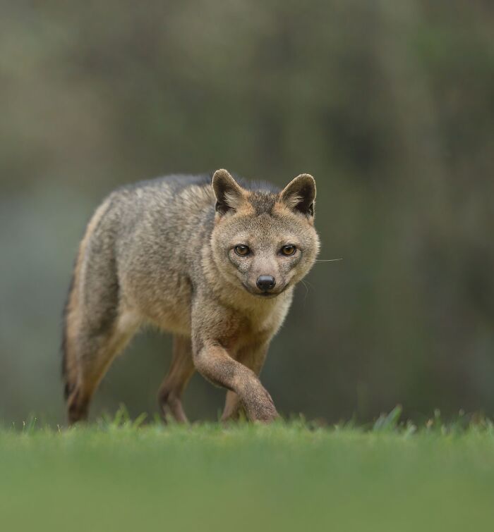 Wildlife animal cautiously walking on grass captured by photographer traveling around the world for stunning wildlife shots