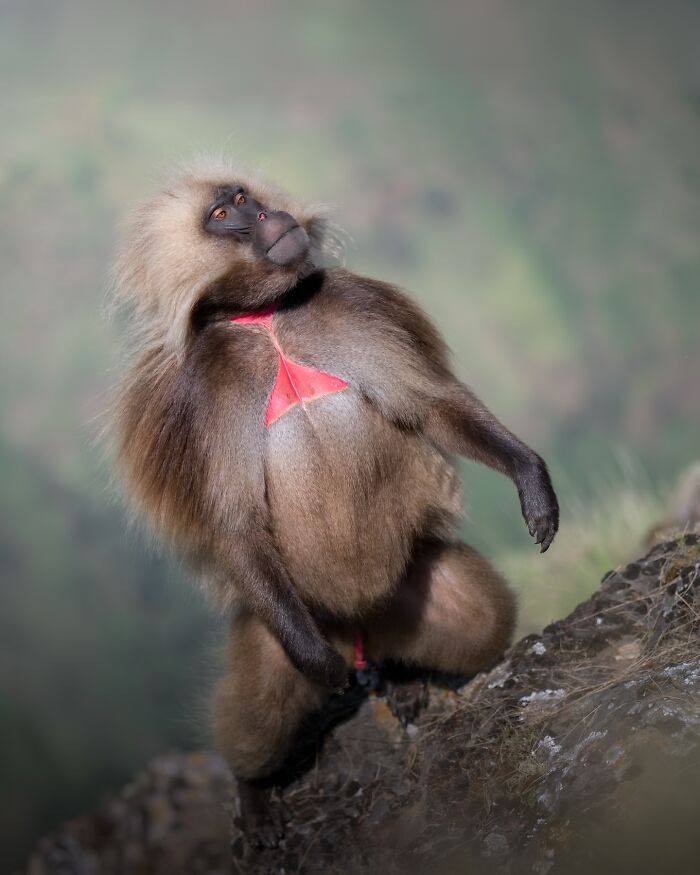 Gelada baboon posing on rocky terrain, showcasing stunning wildlife captured by a photographer traveling around the world.