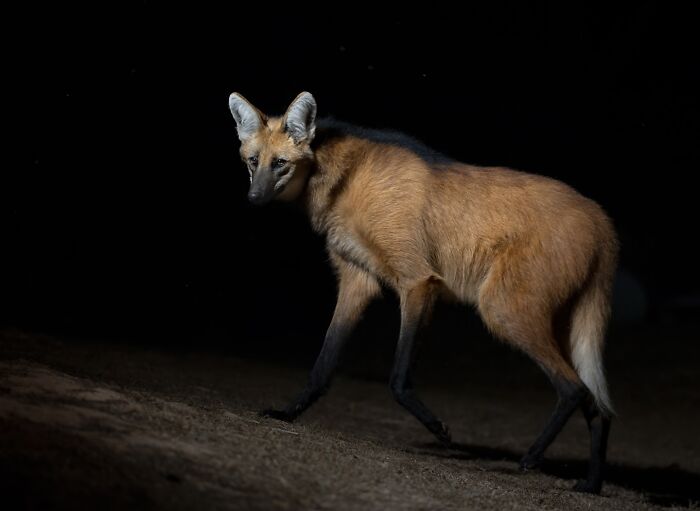Wildlife photograph of a maned wolf at night showcasing stunning shots of wildlife in natural habitat.