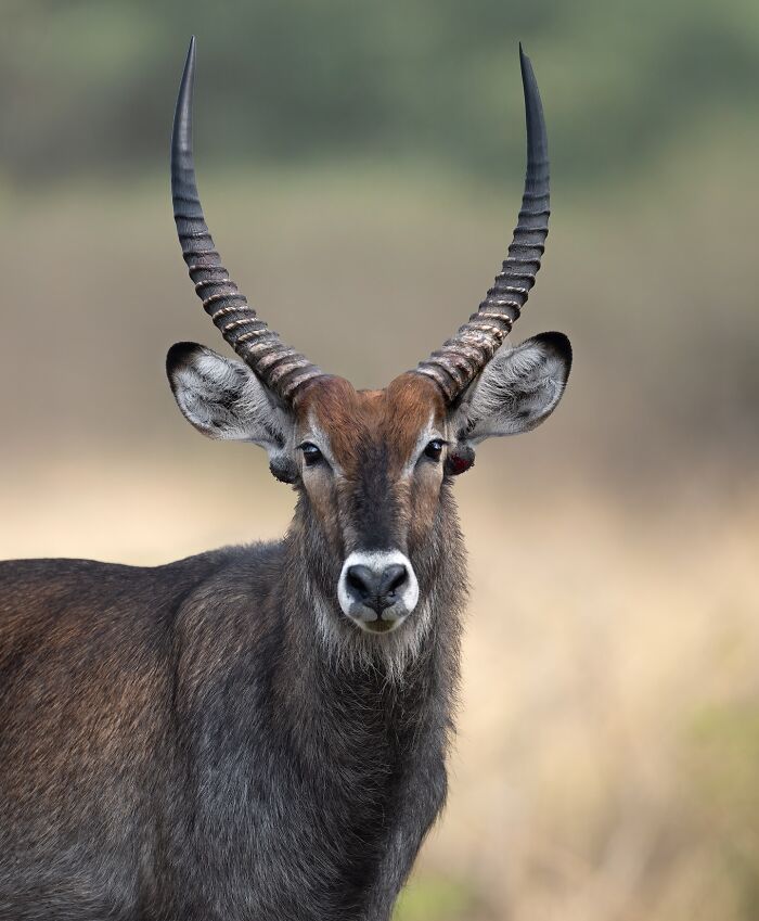 Close-up of a waterbuck with long curved horns in natural habitat, part of stunning wildlife photography around the world.