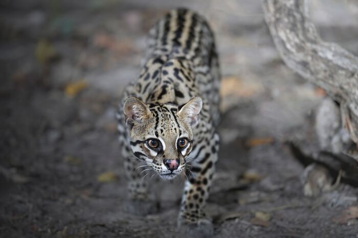 Wild cat with striking markings walking on forest floor in a stunning wildlife photograph by a traveling photographer.