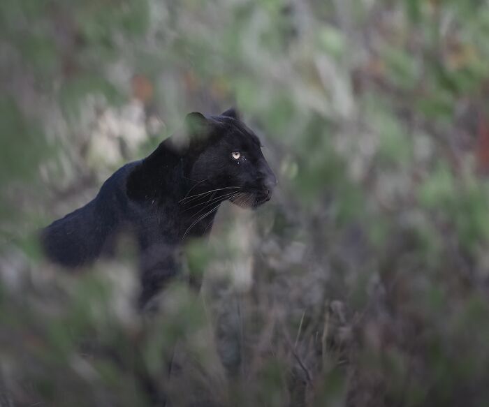 Black panther blending into the wild foliage, captured in a stunning wildlife photograph showcasing nature's beauty.