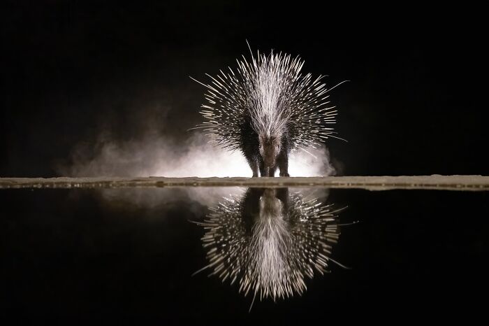 Porcupine backlit with spines glowing in mist, reflected on water, showcasing stunning wildlife photography from around the world.
