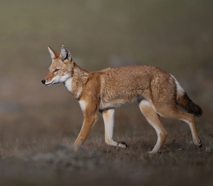 Wildlife photo of a sharp-eared wild canid walking on dry grass, captured during a global wildlife photography journey.