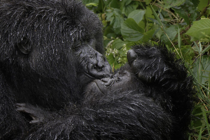 Two gorillas in close contact, showcasing a humorous moment captured in wildlife from the Nikon Comedy Wildlife Awards.