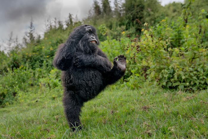 Young gorilla striking a playful pose in a grassy field, showcasing comedy wildlife captured by Nikon awards finalists.