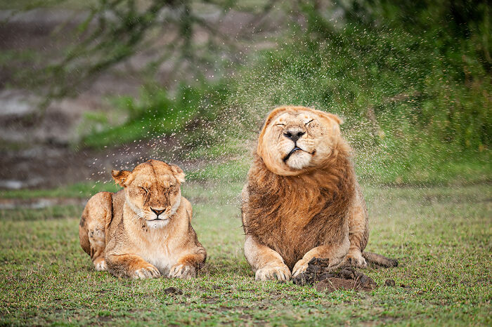Two lions shaking off water, showcasing wildlife comedy moments captured by finalists of the Nikon Comedy Wildlife Awards.